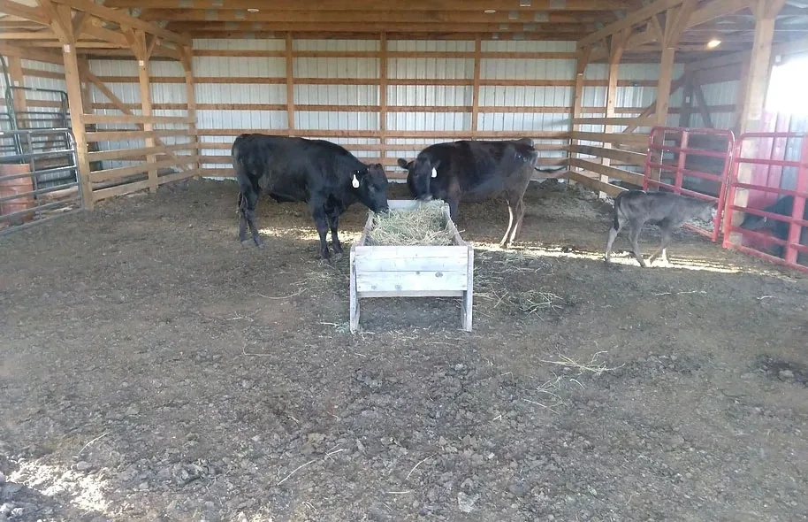 Cows eating in the barn