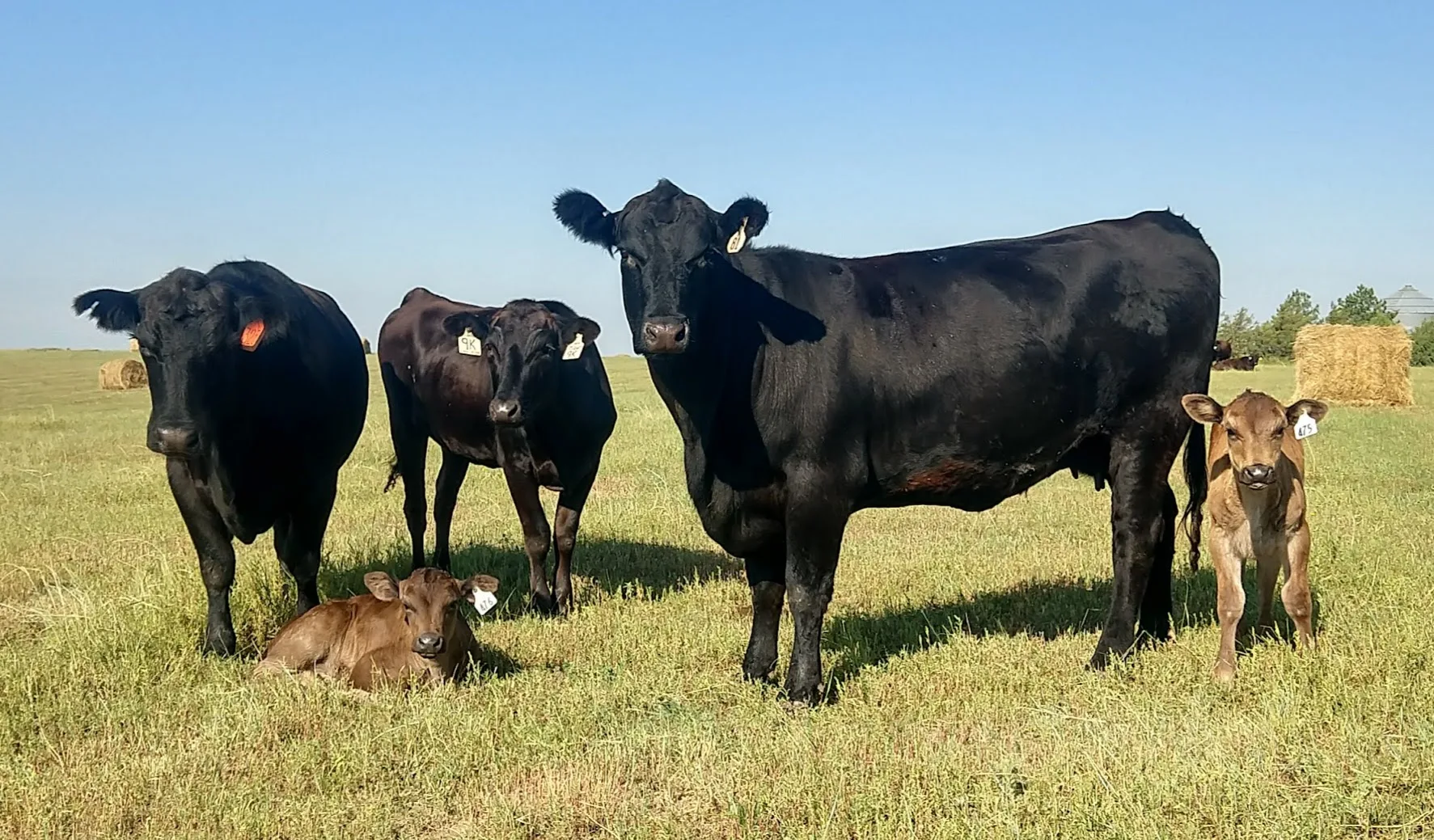 Wagyu cows and calves on pasture