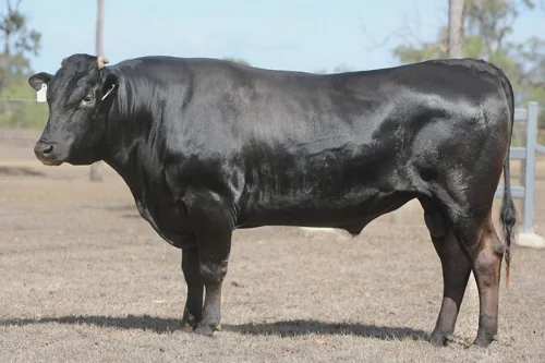 A Wagyu bull
