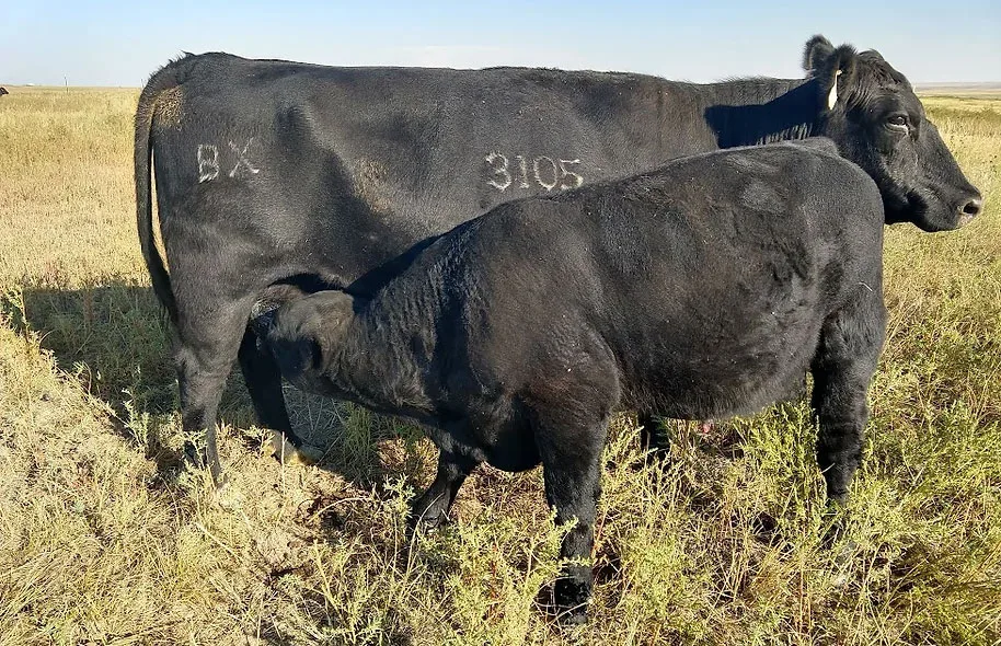 The last of the Milburn Angus “Super Mommas”